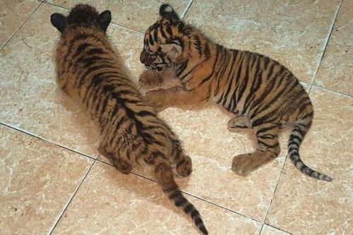 Hà Tĩnh: Phát hiện 2 cá thể hổ con vận chuyển trái phép