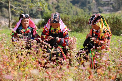 Lễ hội hoa tam giác mạch 2019: Tạo dấu ấn từ những giá trị văn hóa truyền thống