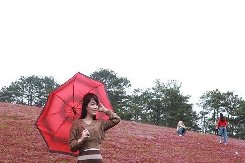Lâm Đồng: Mùa hội cỏ hồng hút khách du lịch