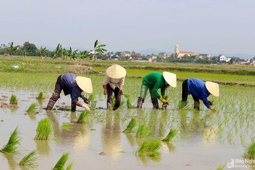 Có biện pháp chấm dứt tình trạng gieo cấy sớm trong vụ xuân 2020