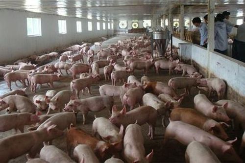 Giá thịt lợn tăng lên 200.000 đồng/kg do có biểu hiện găm hàng, thổi giá