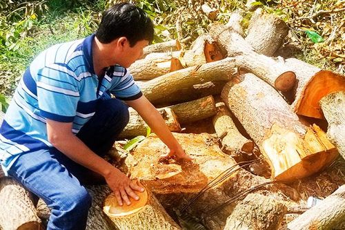 Thực hư việc đốn nhầm xoài ở Cam Lâm