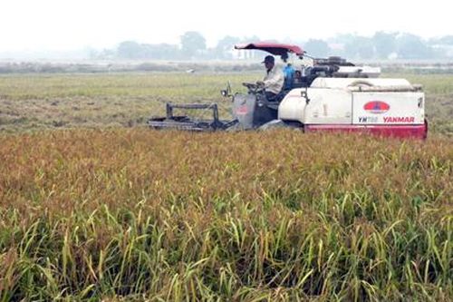 Kim Sơn: Thêm một vụ mùa thắng lợi