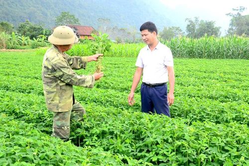 Trồng cây vụ đông thu tiền triệu
