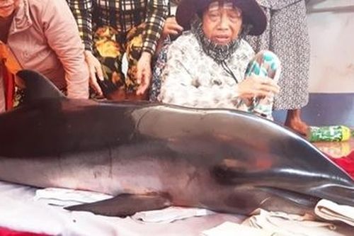 Lần đầu tiên cá Ông lạc vào đầm Thị Nại