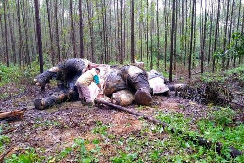 Tìm thấy voi mất đầu ở Indonesia