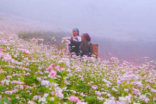 Bất ngờ với các món ăn ngon từ hoa tam giác mạch mà du khách nào cũng nên thử