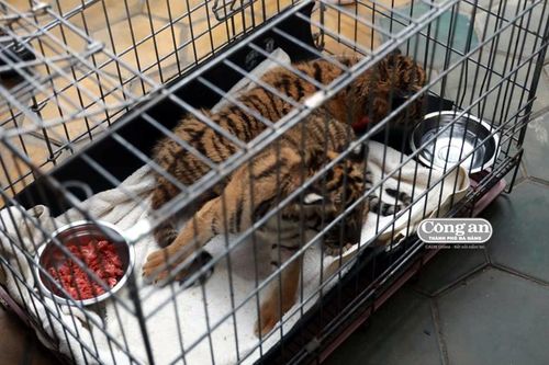 Giải cứu 'tiểu vương' sơn lâm