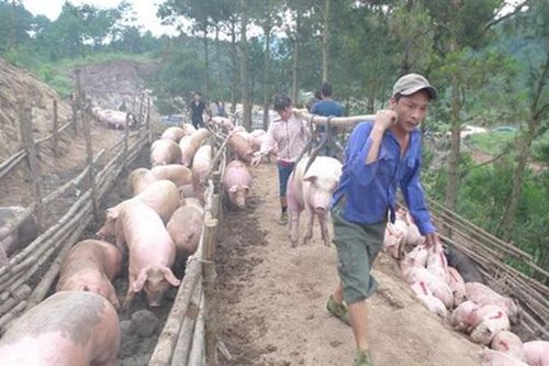 Trung Quốc giá đắt gấp đôi, bất chấp lệnh cấm ồ ạt đưa lợn qua biên