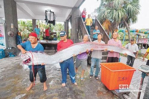 Liên tiếp bắt được cá lạ khổng lồ ở Trung Quốc