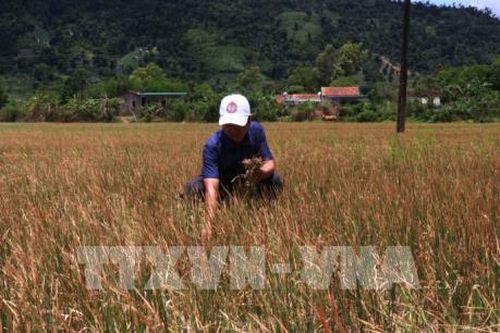 Các nước hạ nguồn sông Mekong có nguy cơ hạn hán nghiêm trọng