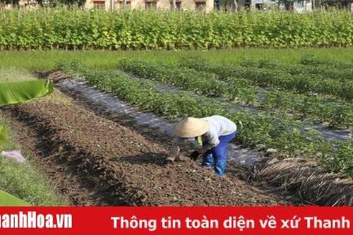 HTX nông nghiệp Phú Lộc phát triển sản xuất gắn với tiêu thụ sản phẩm