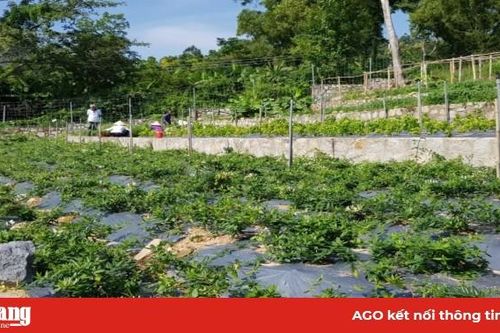Xây dựng khu bảo tồn dược liệu kết hợp phát triển du lịch tại núi Cấm