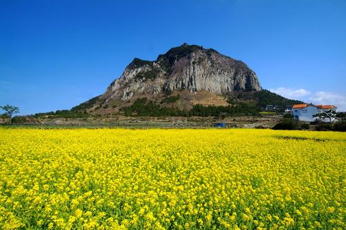 Tour du lịch đến Jeju bay thẳng từ Nha Trang