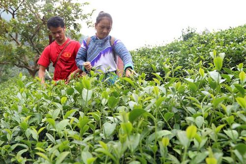 Chè đặc sản bén duyên Ải Nam