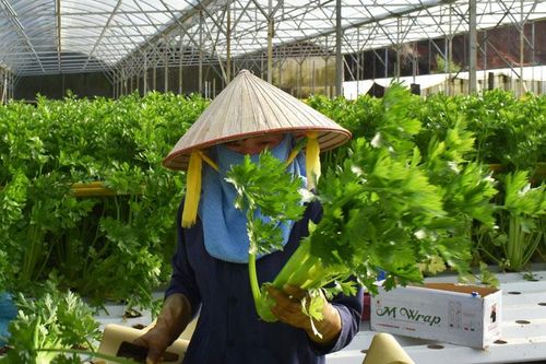 Thu hút đầu tư vào nông nghiệp - bước tiến mới