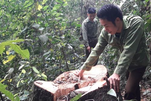 Chỉ đạo làm rõ vụ chặt hạ cây gỗ trái phép tại rừng đặc dụng ở Sảng Mộc