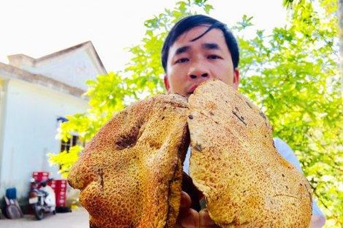 Đời sống Đời sống Đầu đông nhổ nấm thông rằng