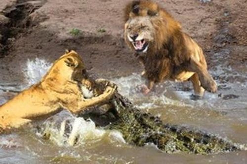 Sư tử tấn công cá sấu để bảo vệ đồng loại