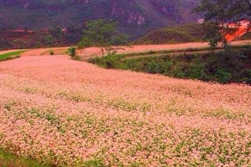 Tam giác mạch - loài hoa kỳ lạ ăn rất ngon, trời ban cứu đói cho người nghèo và là thuốc cho người giàu