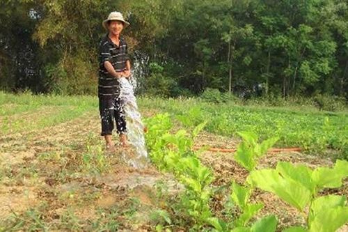 Khuyến khích khôi phục nghề trồng dâu nuôi tằm