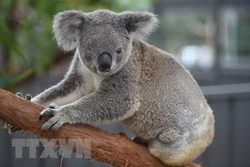 Australia mở chiến dịch quyên góp cứu gấu túi bị thương do cháy rừng