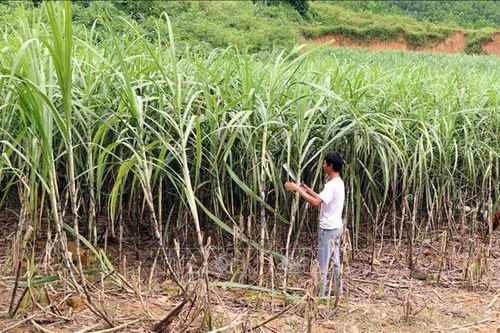 Nông dân Tuyên Quang ồ ạt phế canh mía