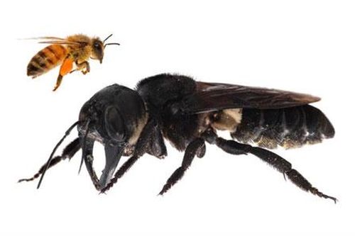 Tuyệt chủng gần 40 năm, ong 'quái vật' khổng lồ tái xuất