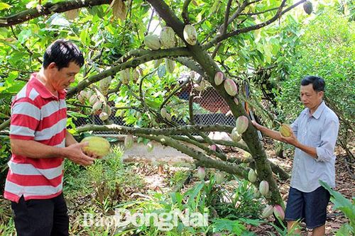 'Chắp cánh' cho kinh tế tập thể