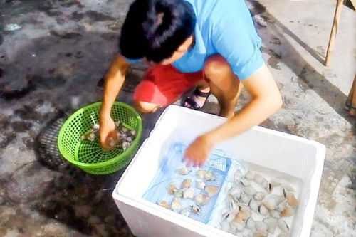 Giống ốc nhảy từ nguồn sản xuất nhân tạo: Sinh trưởng, phát triển tốt