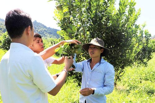 9X đầu tư tiền tỷ trồng quýt đường sinh học
