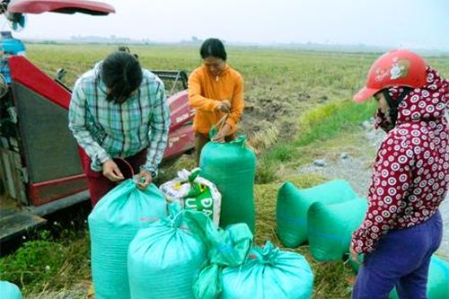 Nông dân Kim Sơn: Thắng lớn từ lúa nếp hạt cau