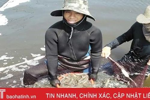 'Chạy' theo thịt lợn, giá tôm vụ thu - đông ở Hà Tĩnh tăng 30%