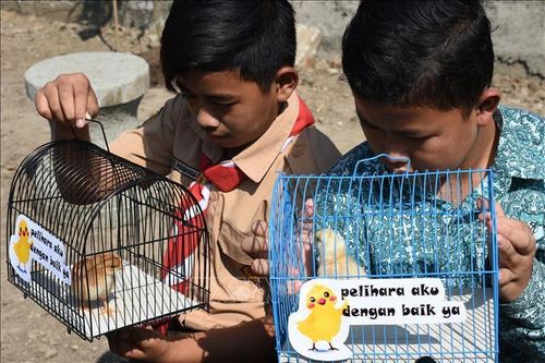 Dự án nuôi gà giúp trẻ 'cai nghiện' điện thoại thông minh