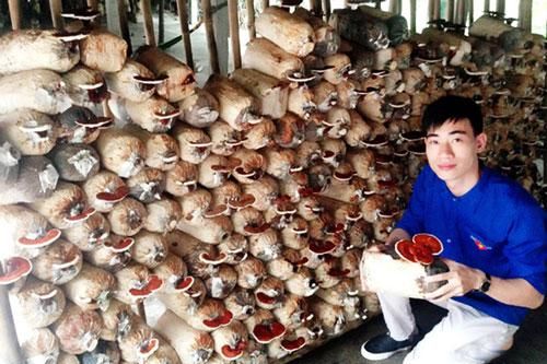 Thanh Hóa: Gặt thành công với mô hình trồng nấm an toàn