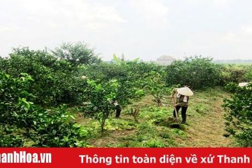 Huyện Thọ Xuân: Xây dựng và nhân rộng nhiều mô hình 'Dân vận khéo' trong phát triển kinh tế