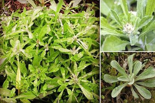 Rau khúc - Thực phẩm hay, thuốc tốt