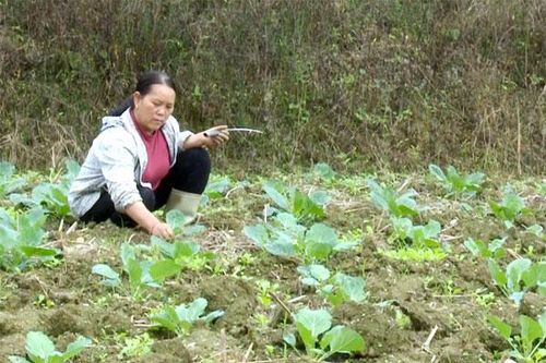 10 doanh nghiệp, hợp tác xã tham gia liên kết sản xuất vụ đông