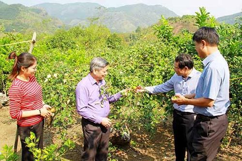 Kiểm tra, đánh giá tiến độ Đề tài 'Trồng thử nghiệm một số giống táo mới (Ziziphusmauritania Lamk) có năng suất cao, chất lượng tốt tại Sơn La'