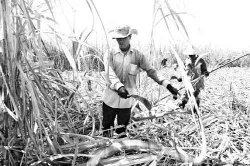 Ninh Thuận tìm hướng phát triển ngành mía đường bền vững