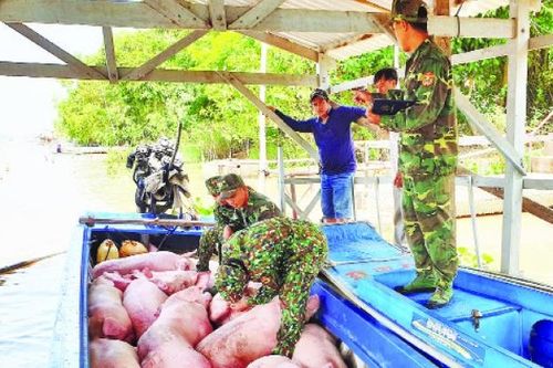 Ngăn chặn nhập lậu lợn qua biên giới An Giang