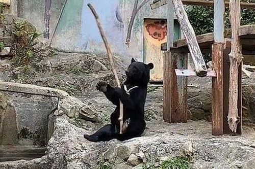 Bật cười với màn luyện võ của gấu đen trong vườn bách thú Asa
