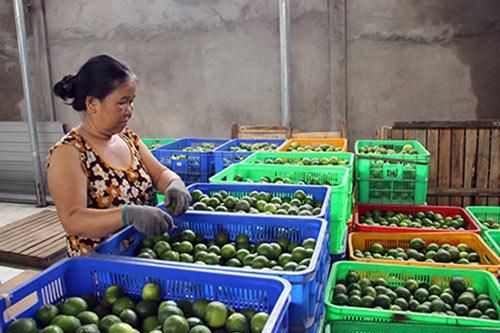 Hậu Giang: Thành công nhờ làm nông thông minh