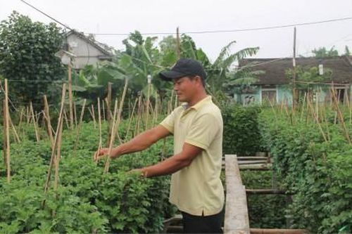 Kinh tế Nông nghiệp - Nông thôn Mạnh mẽ vươn lên