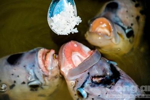 Cận cảnh đàn cá ăn phải đút… như em bé