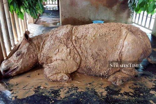 Cá thể tê giác Sumatra cuối cùng của Malaysia qua đời vì ung thư