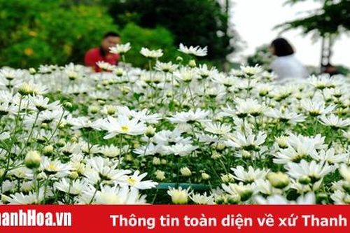 Dịu dàng mùa cúc họa mi