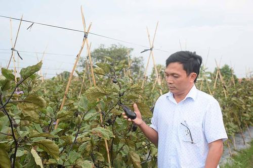 Liên kết trồng cà tím Nhật Bản: Phòng ngừa 'đem con bỏ chợ'