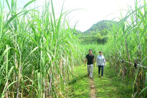Sẵn sàng vào vụ ép mía