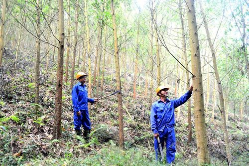 Bước đột phá trong phát triển nông, lâm nghiệp hàng hóa - Bài 1: Khẳng định giá trị gỗ rừng trồng